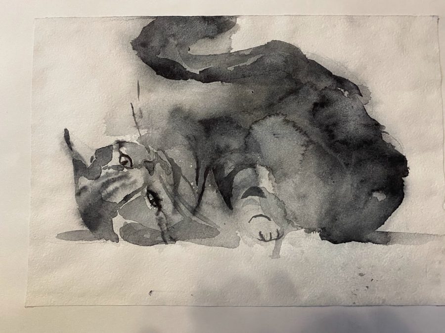 Playing kitten